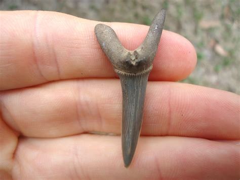 goblin shark fossils.